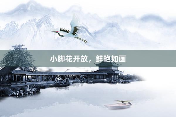小脚花开放，鲜艳如画